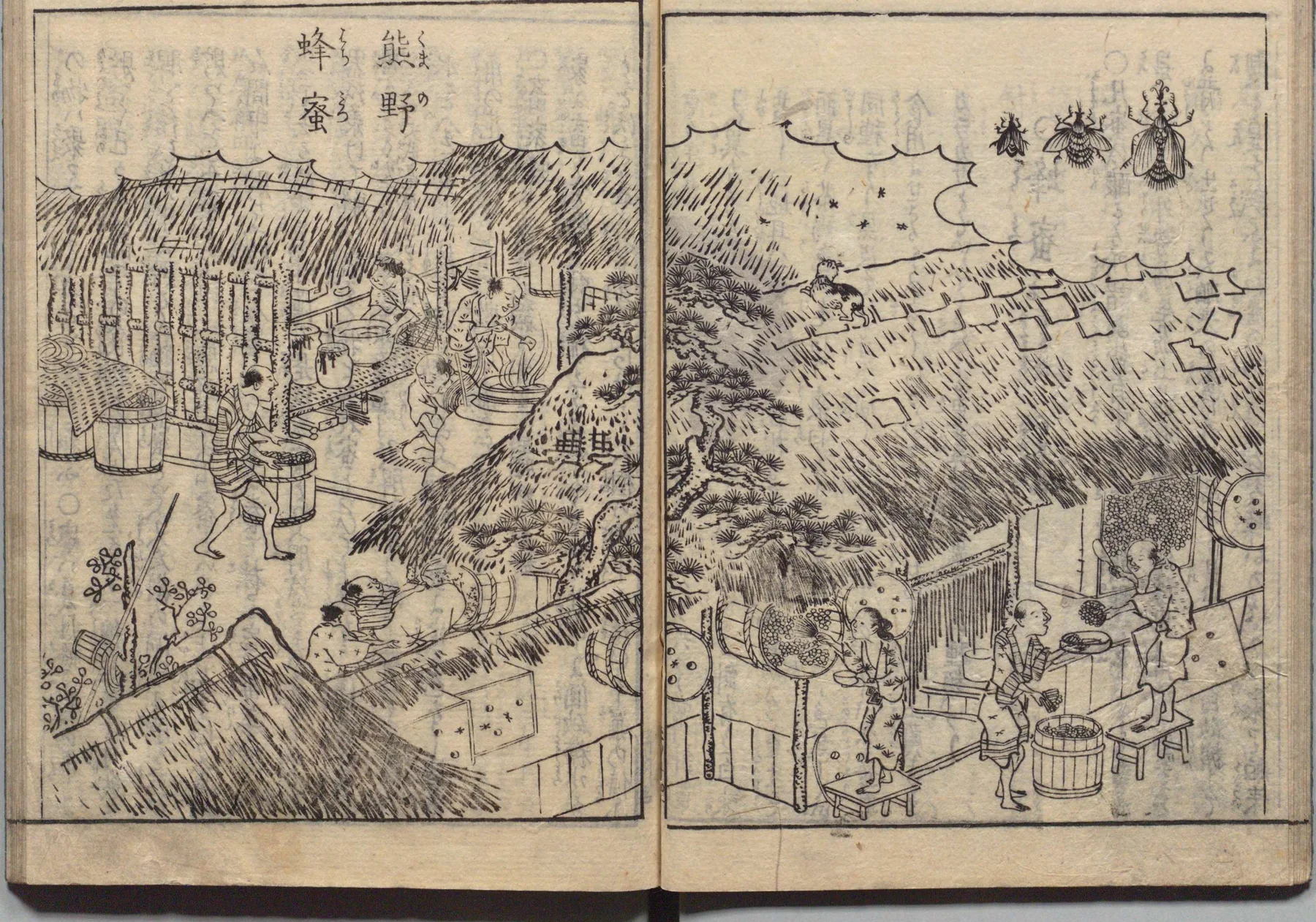 養蜂の様子