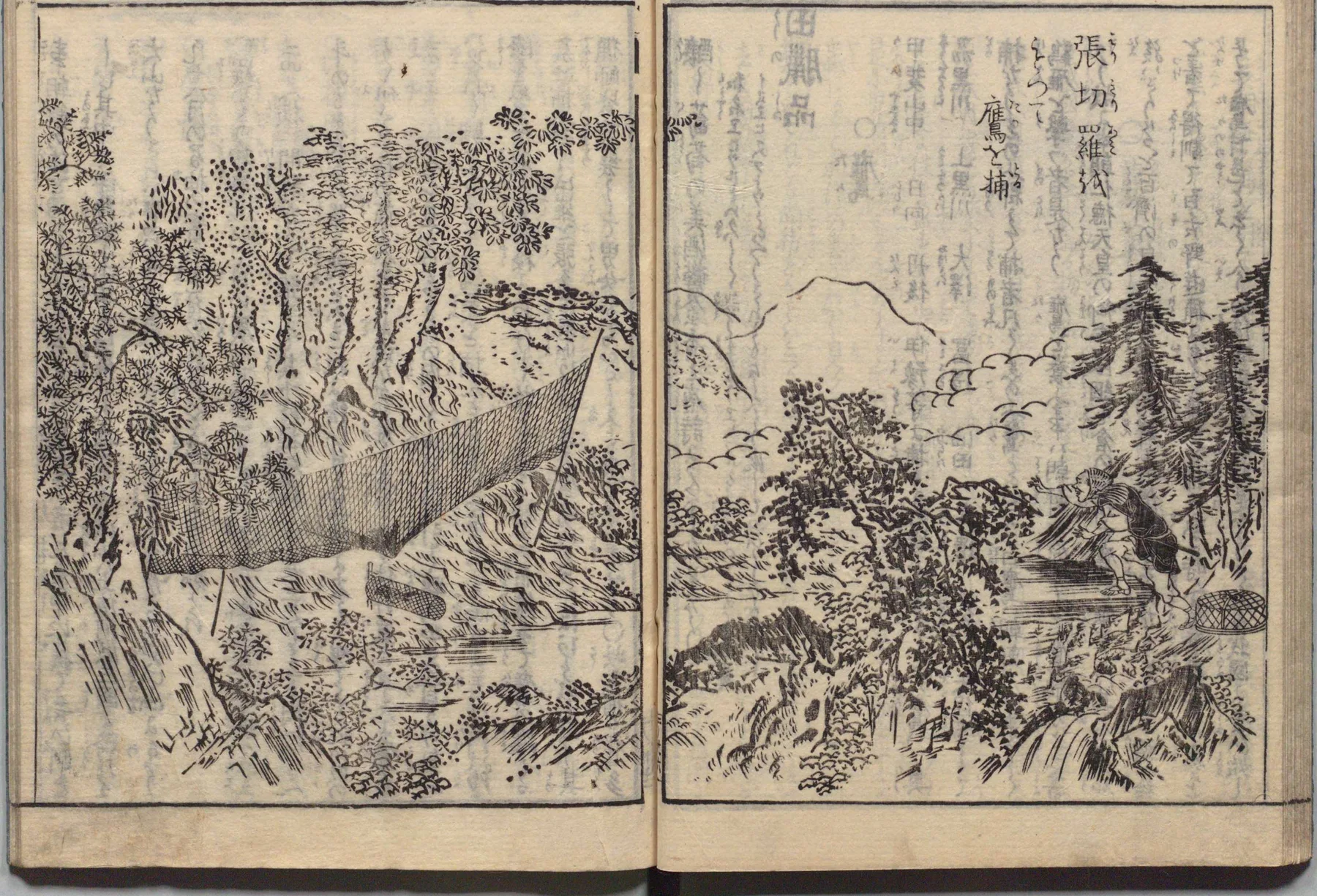 鷹の捕獲風景
