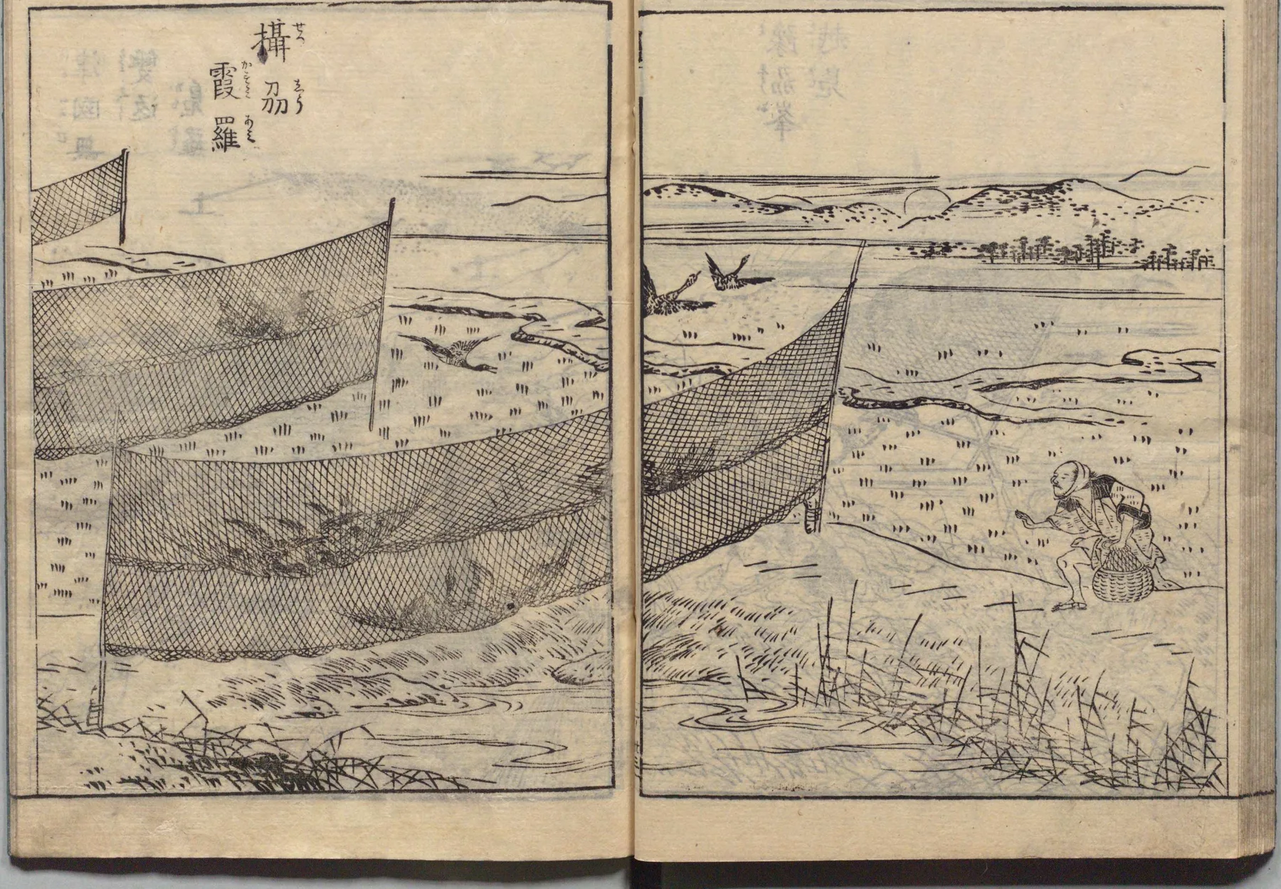 霞羅