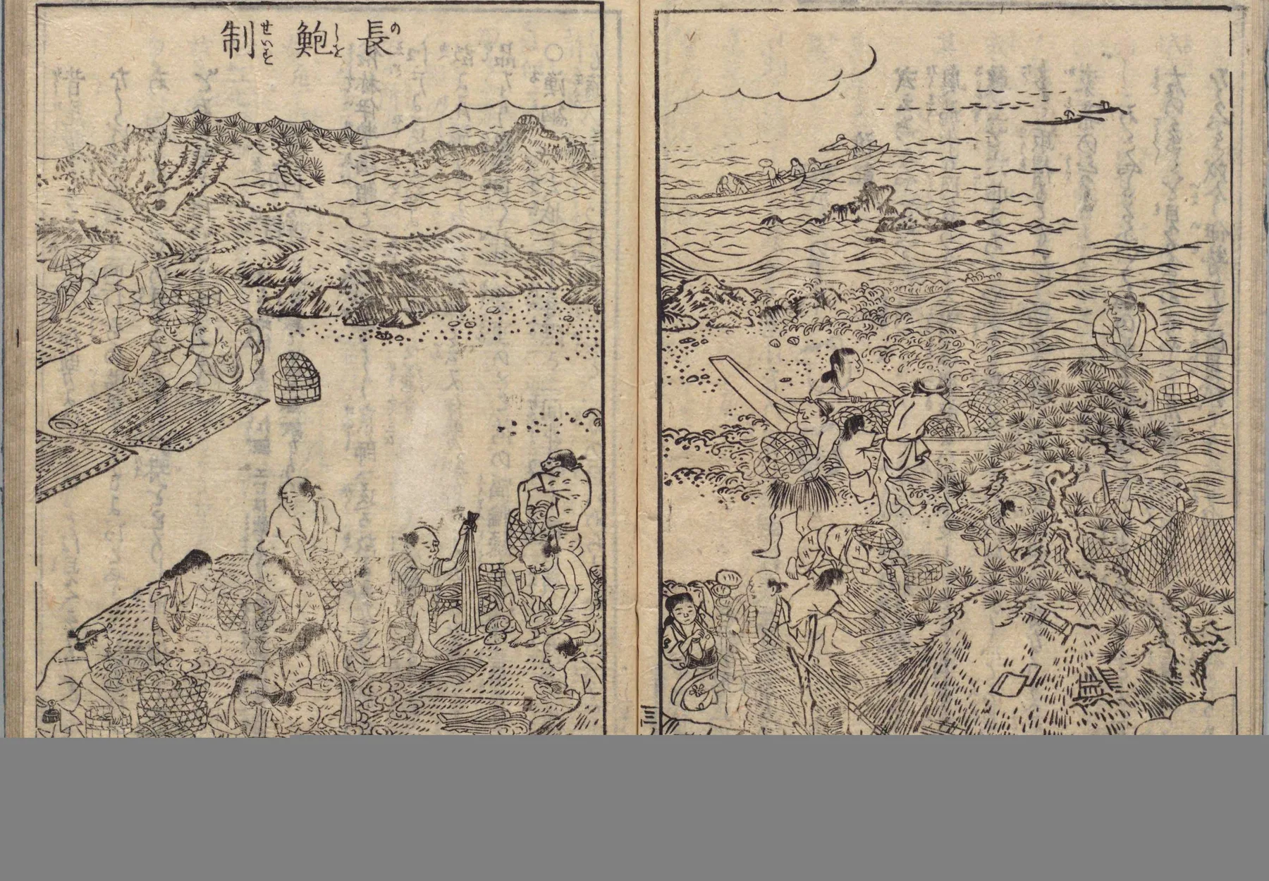 長鮑